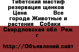 Тибетский мастиф резервация щенков › Цена ­ 100 000 - Все города Животные и растения » Собаки   . Свердловская обл.,Реж г.